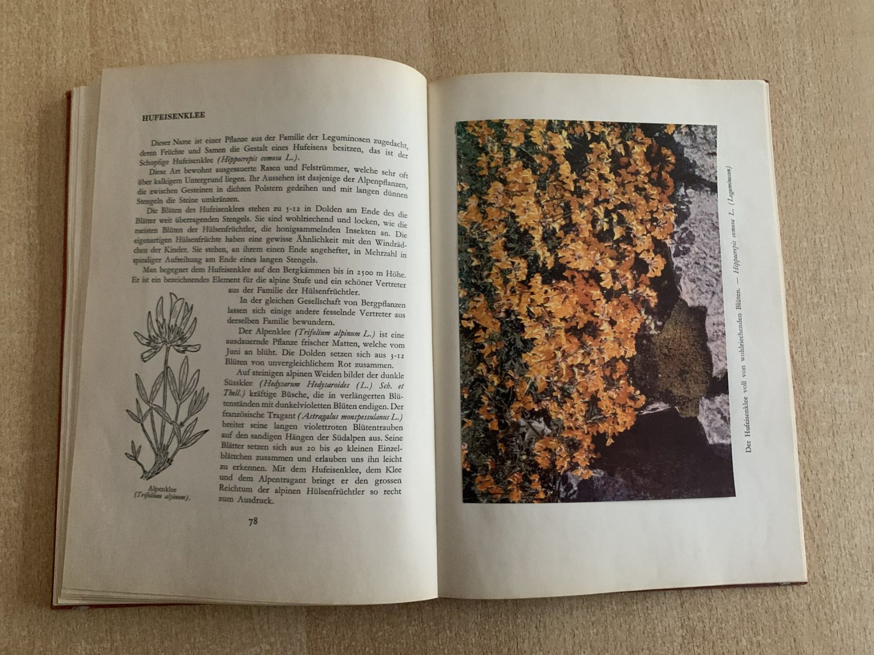 Bücher: Buch: Unsere Blumen – Gebraucht aus Reinach BL von con_ync2 7
