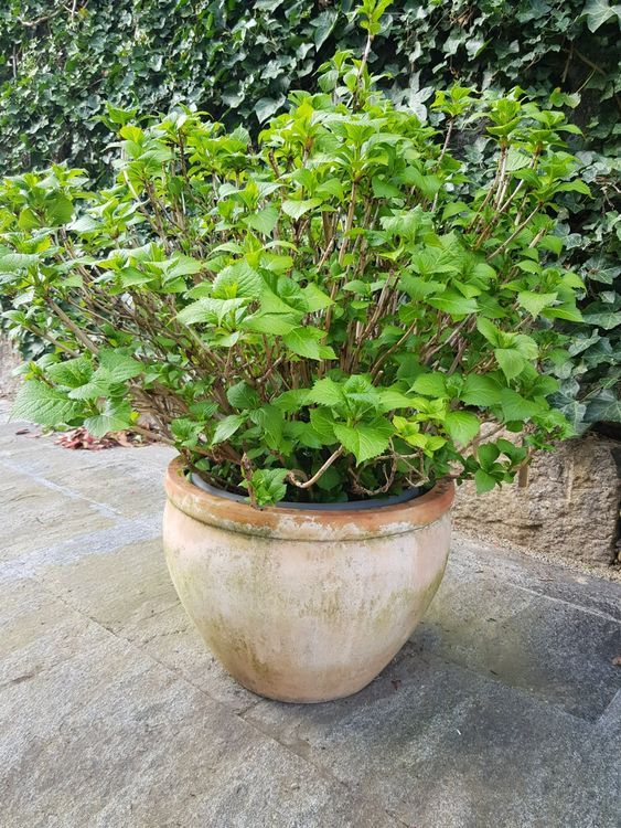Hortensie Im Topf Kaufen