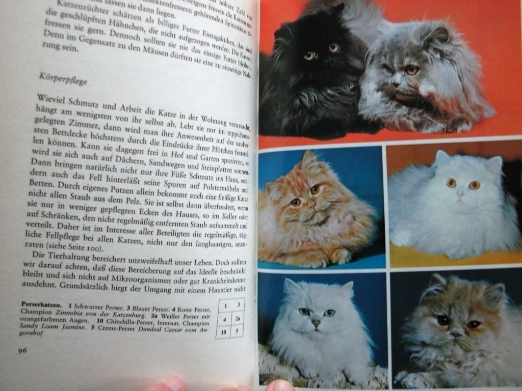 Libri: Katzenbuch – Usato da Grenchen venduto da Kogi7 5