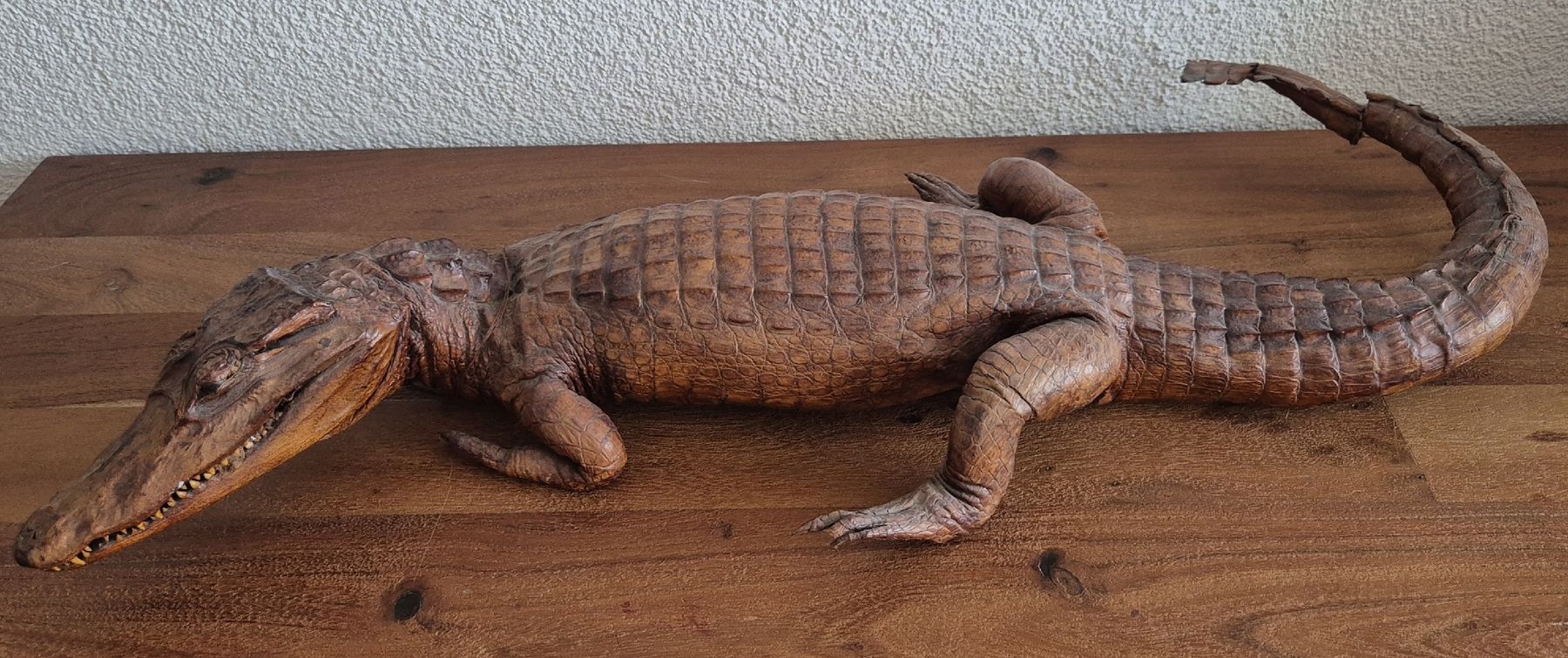 Il mondo degli animali: Antikes Ausgestopftes Krokodil 64cm – Usato da Zürich venduto da Dalema13 2