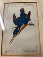 18th Century Handcoloured Litho Kingfisher