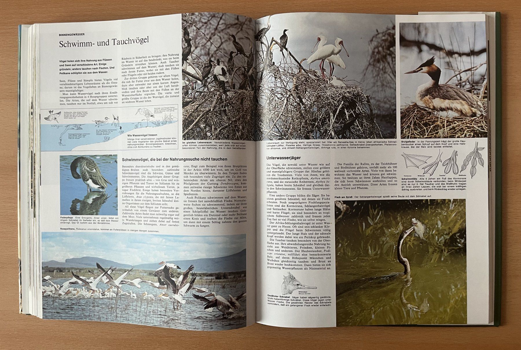 Libri: Bildatlas der Tierwelt – Usato da Lausen venduto da Mondeo10628 7