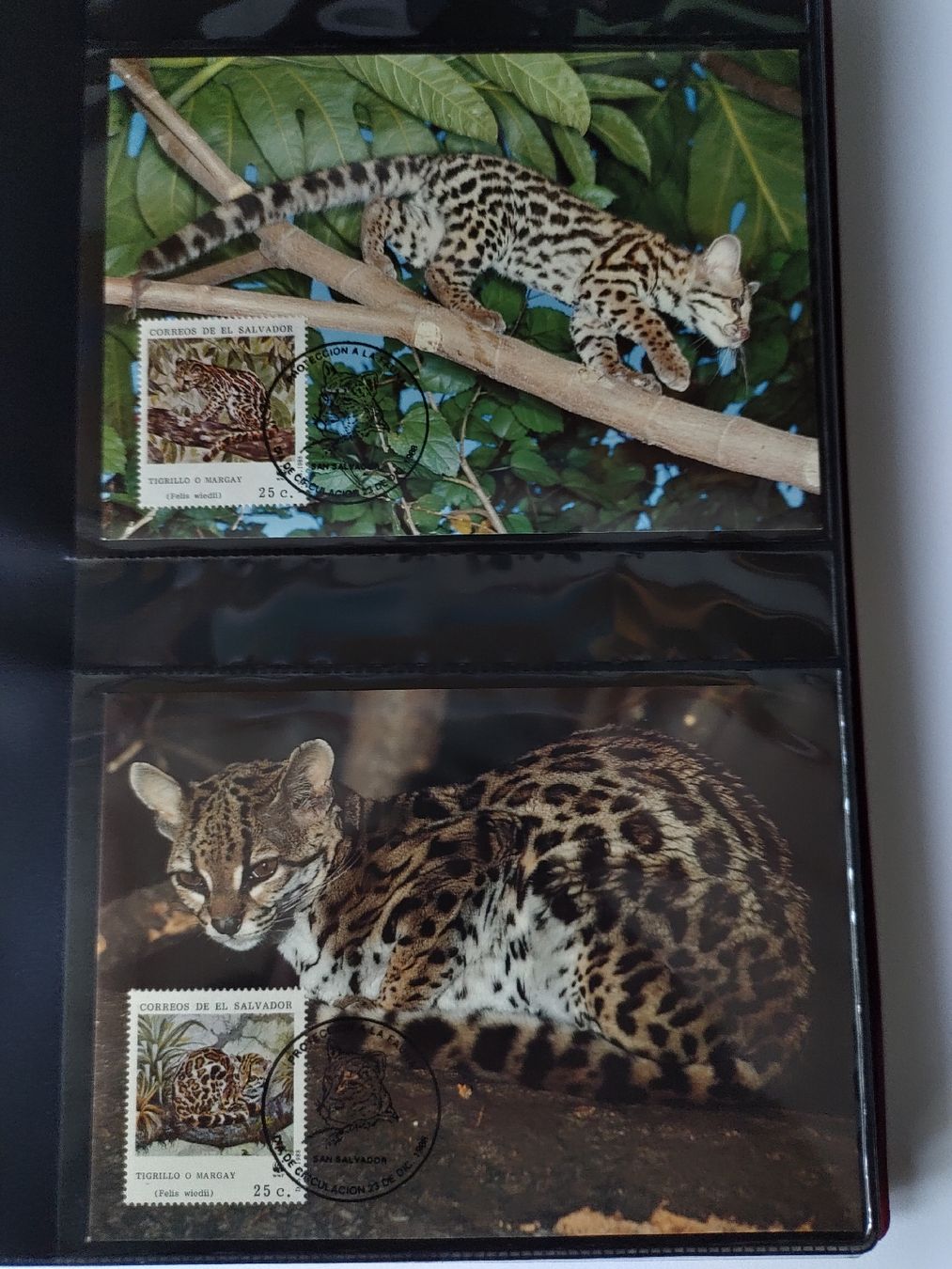 Tutti i francobolli: WWF Ozelot Langschwanzkatze Briefmarken Sammlung – Nuovo (secondo la descrizione) da Greifensee venduto da Retepw 8