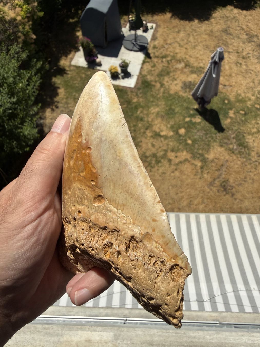 Fossilien: Monster Megalodon Zahn Indonesien – Gebraucht aus schüpfen von rica122 1