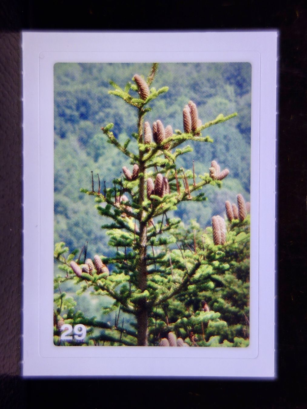 Migros Carte collezionabili: MIGROS MANIA Nature Detectives Nr. 29 – Nuovo e nell'imballaggio originale da Kerzers venduto da djstarsky73
