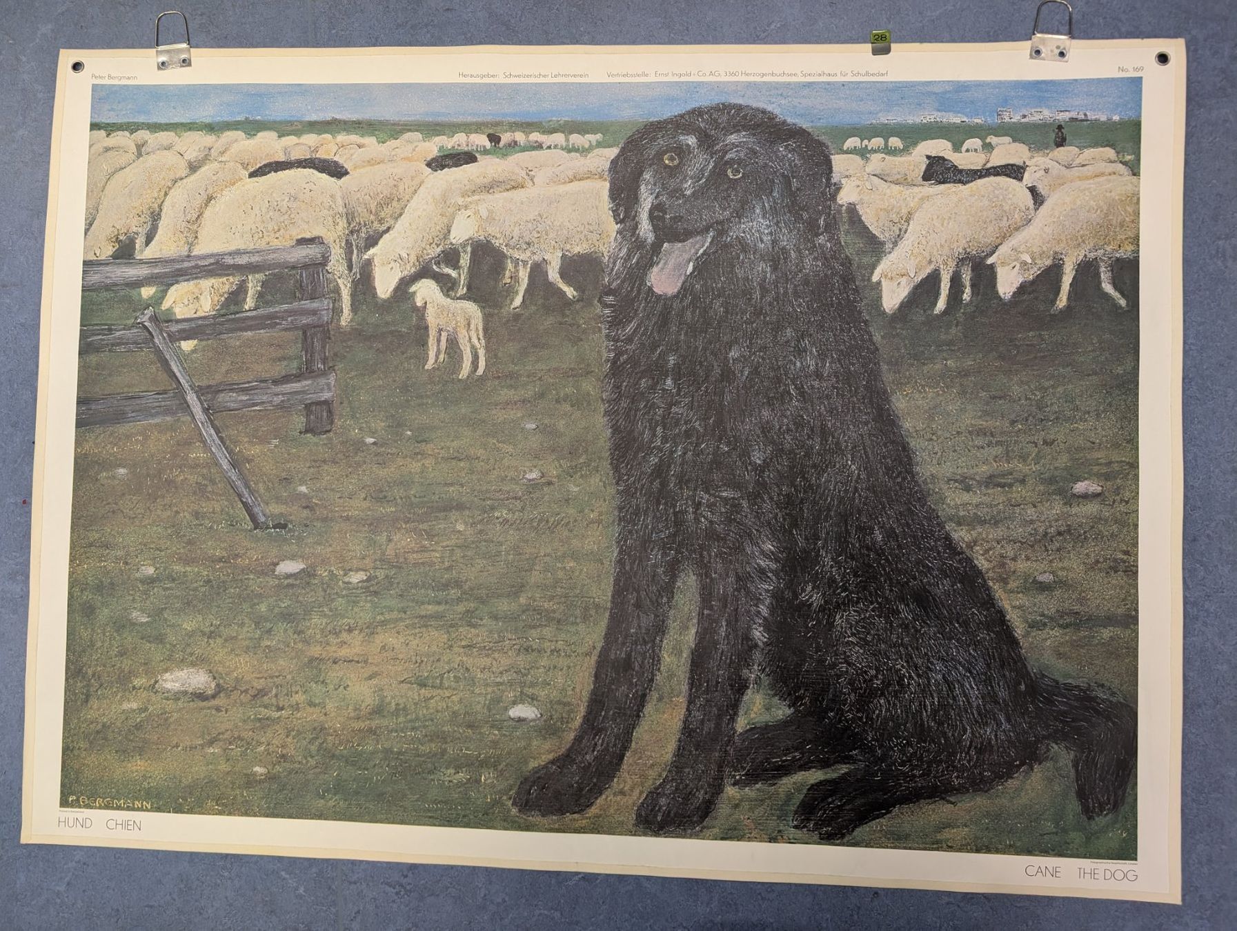 Foto & Immagini: Schulwandbild Nr. 169 - Der Hund – Usato da Luzern venduto da JenKu
