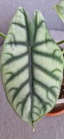 🤩Alocasia Silver Dragon Spross 