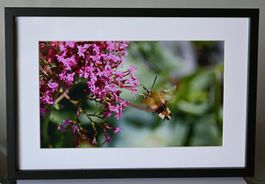 Gerahmtes Naturbild – Hummelschwärmer im Flug | 20 × 30 cm