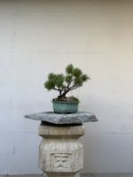 Pinus cembra Bonsai in hochwertiger glasierter Schale 
