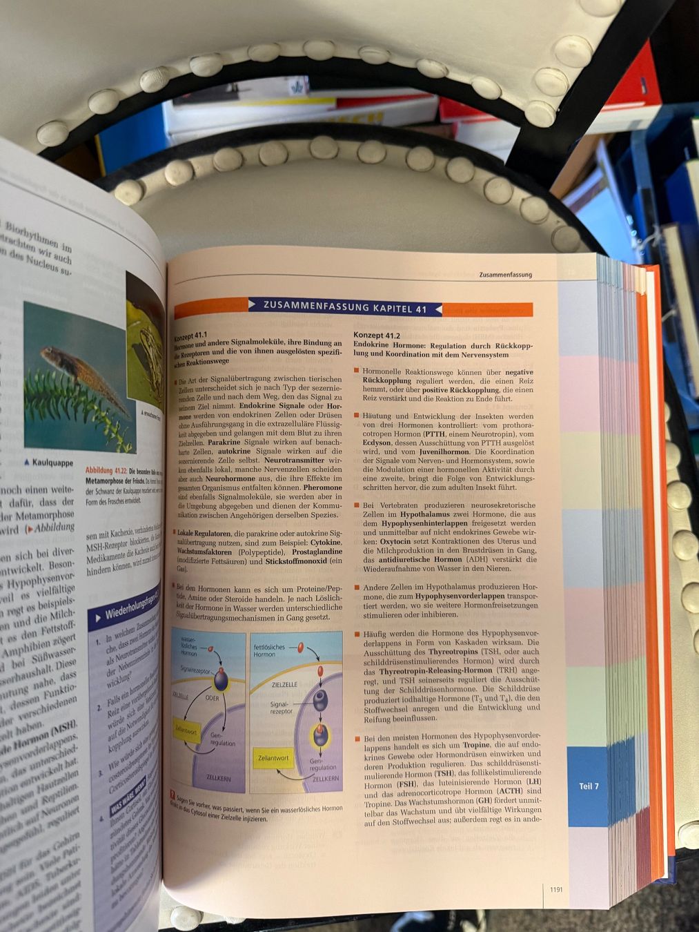 Libri: Campbell Biologie – Usato da Dietikon venduto da Buchantiqdietikon 6