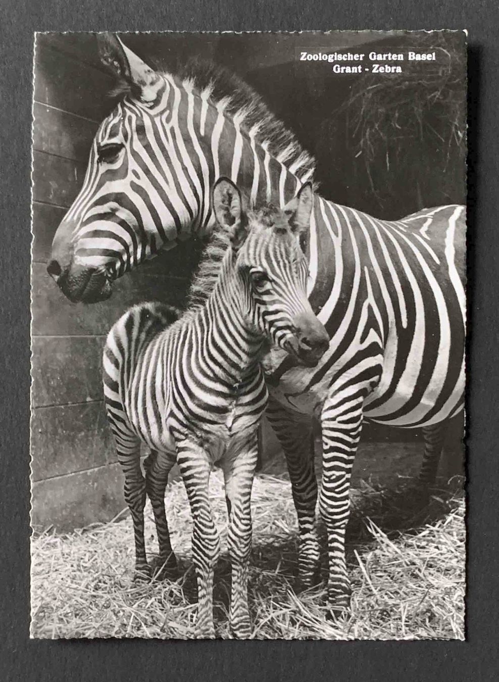 Ansichtskarten: AK Zoologischer Garten Basel Grant Zebra – Gebraucht aus Goldau von artelier1