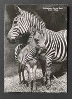 AK Zoologischer Garten Basel Grant Zebra