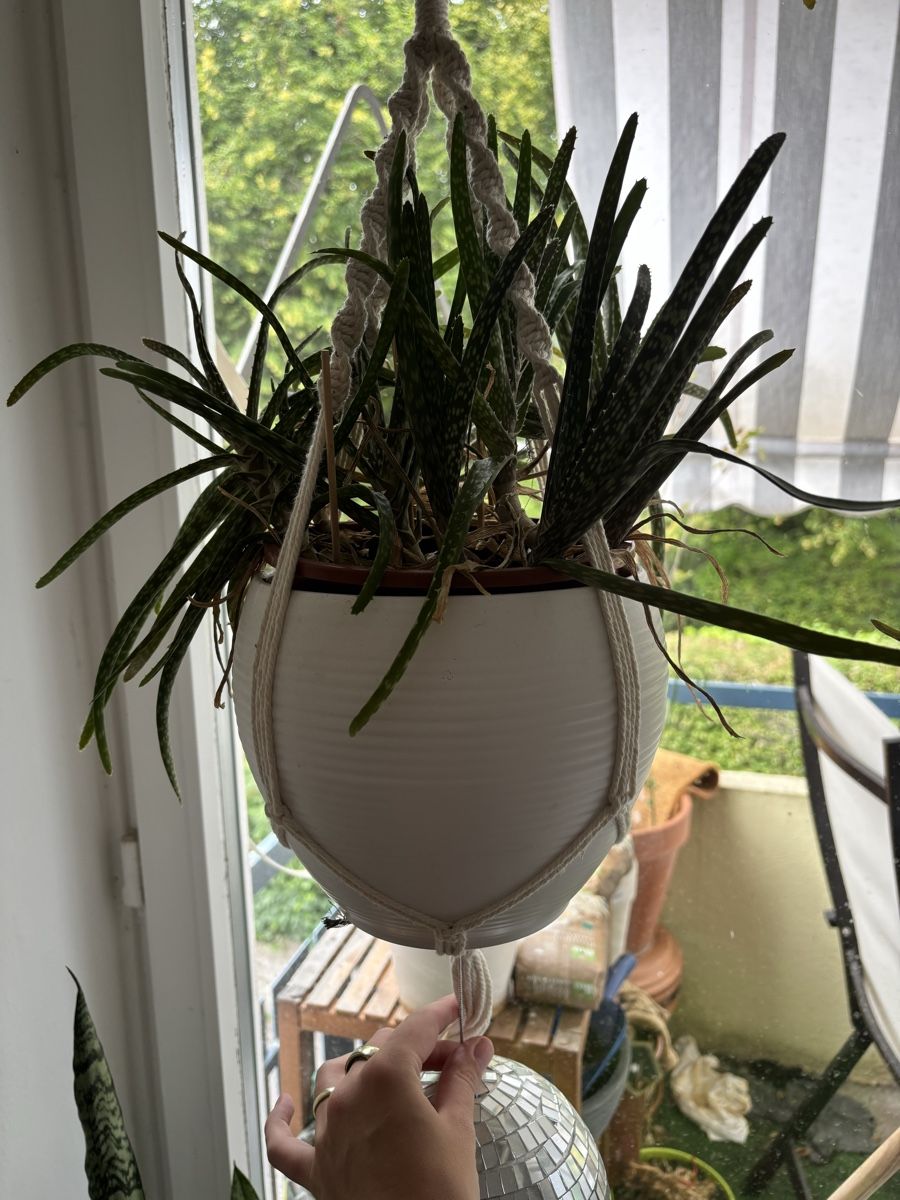 Piante & sementi: Aloe Vera mit Übertopf  – Usato da Zürich venduto da wie_p6fw
