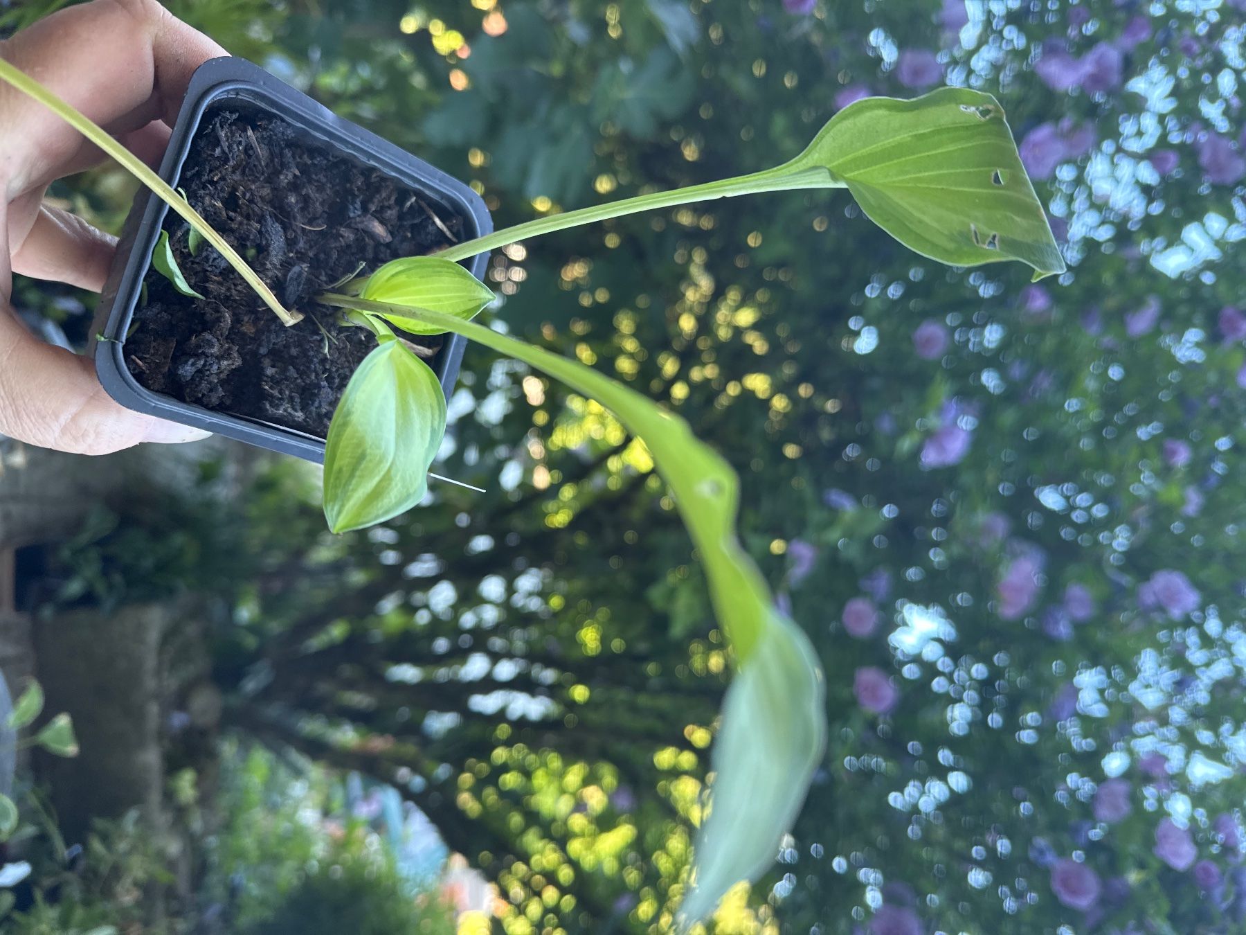 Pflanzen & Samen: Hosta emerald tiara 2 – Gebraucht aus Lajoux JU von Briard0 1