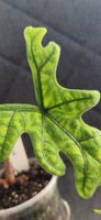 🤩Alocasia Jacklyn Narrow Ghost Rhizom 