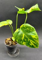 🌿 Monstera deliciosa ‘Electrolyte’ – echte Rarität #1