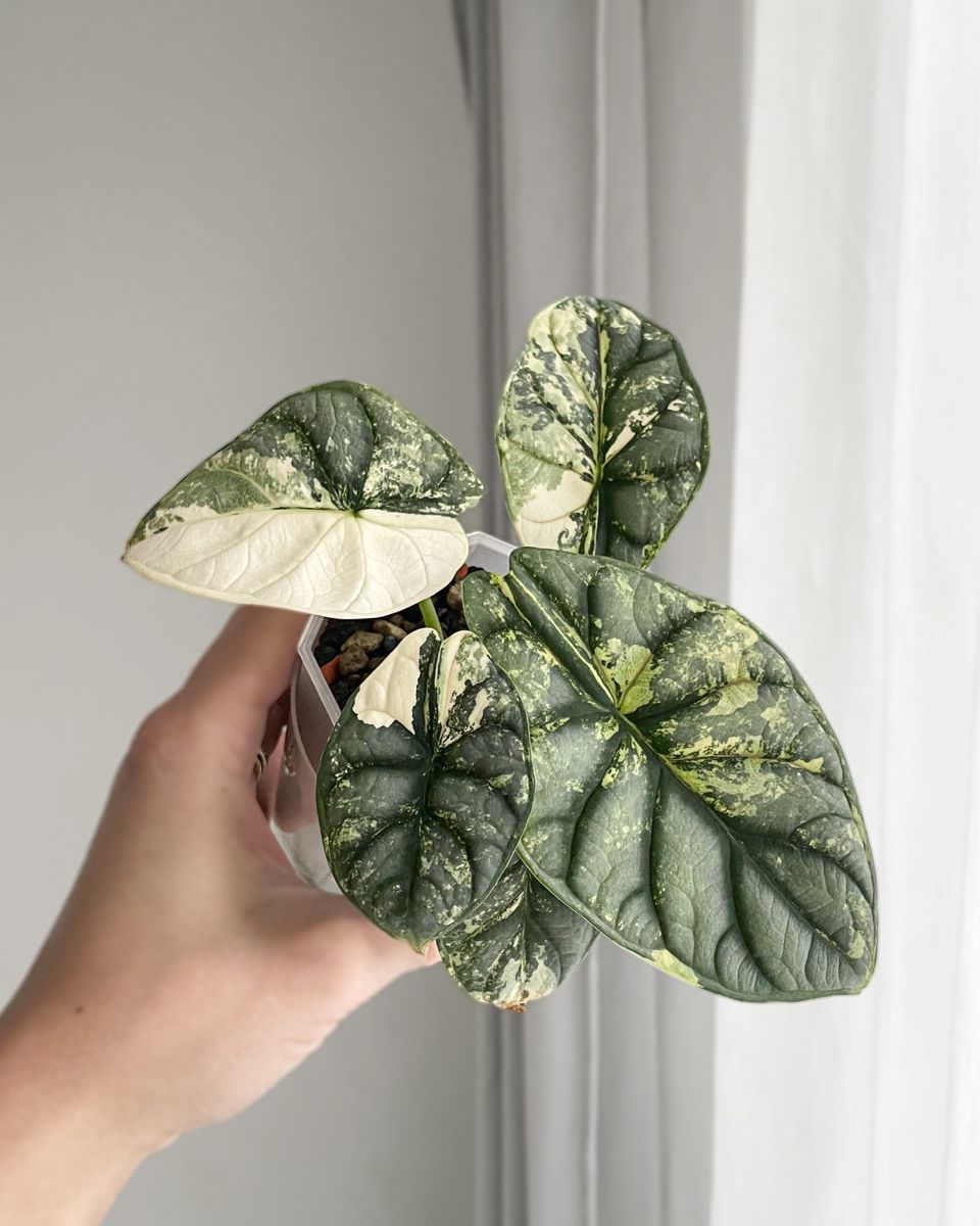 Alocasia Silver Dragon Albo Variegata (Gebraucht) in Seuzach fr CHF 129   mit Lieferung auf Ricardo kaufen