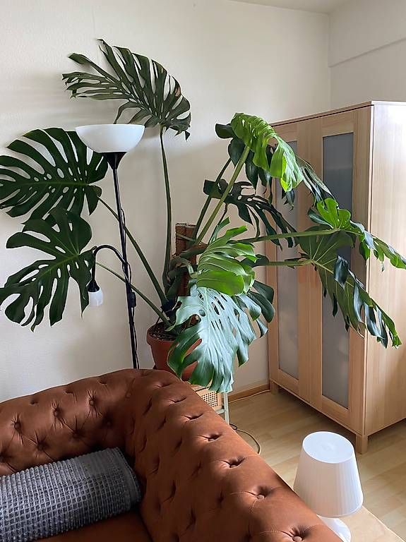 Piante & sementi: Monstera Deliciosa xxl  – Usato da Pratteln venduto da Sylvie027 4