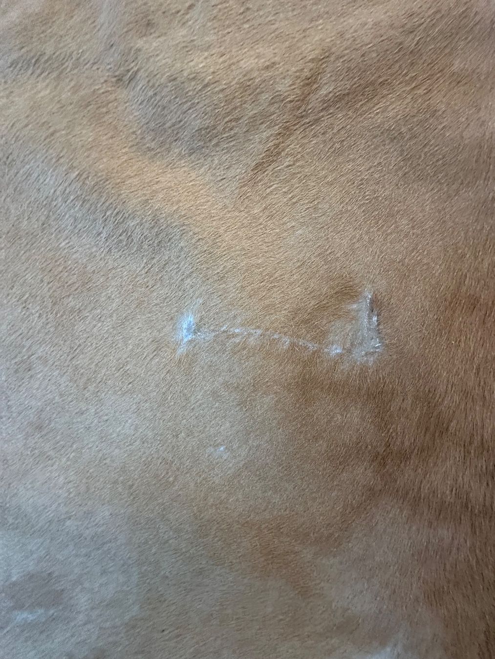 Tappeti: GROSSER KUHFELLTEPPICH AB 1.-!!! – Usato da Zürich venduto da NIKI777 7