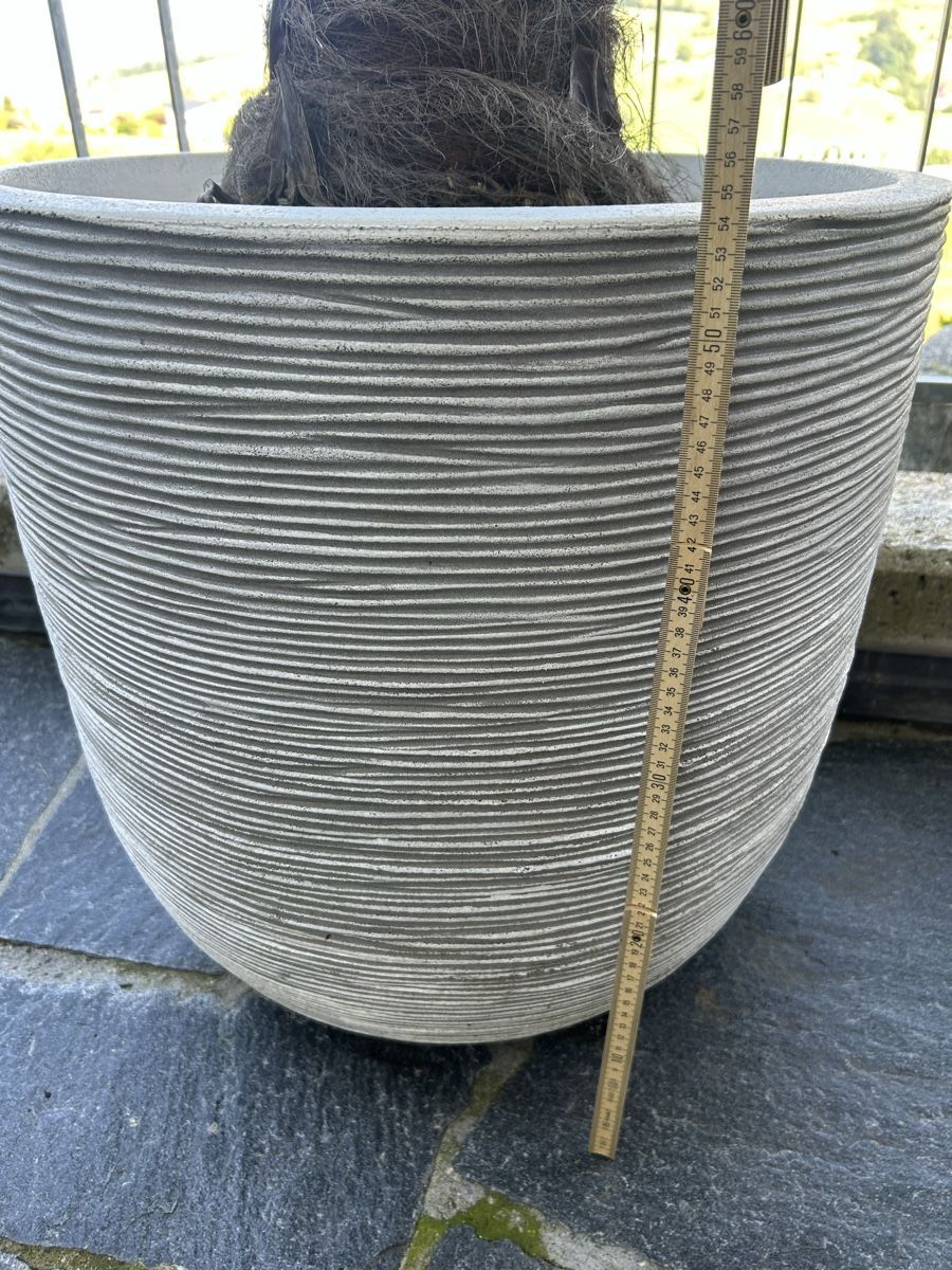 Plantes & graines: XL Pflanze inkl Topf – D'occasion à Küssnacht am Rigi par Happy_home 4