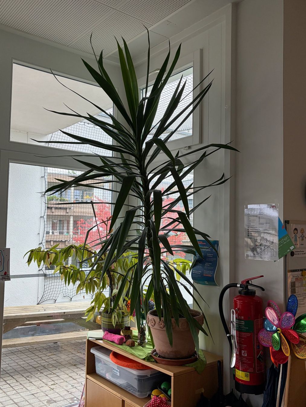 Piante & sementi: Grosse Yucca – Difettoso da Winterthur venduto da Aniger 1