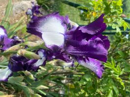 Iris 1 bulbe