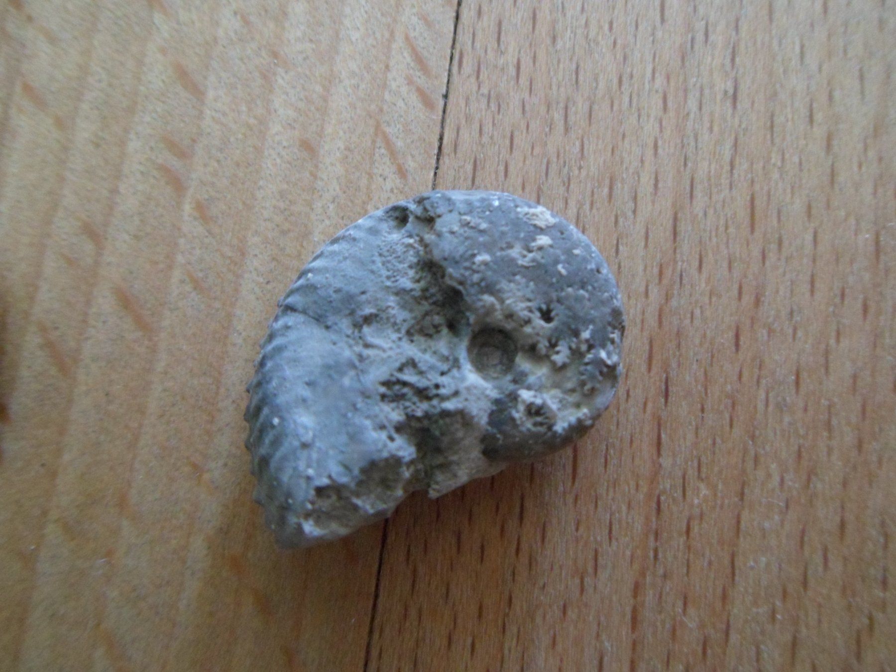 Fossiles: Fossilien Schweiz – D'occasion à Affoltern am Albis par Fossil60 4