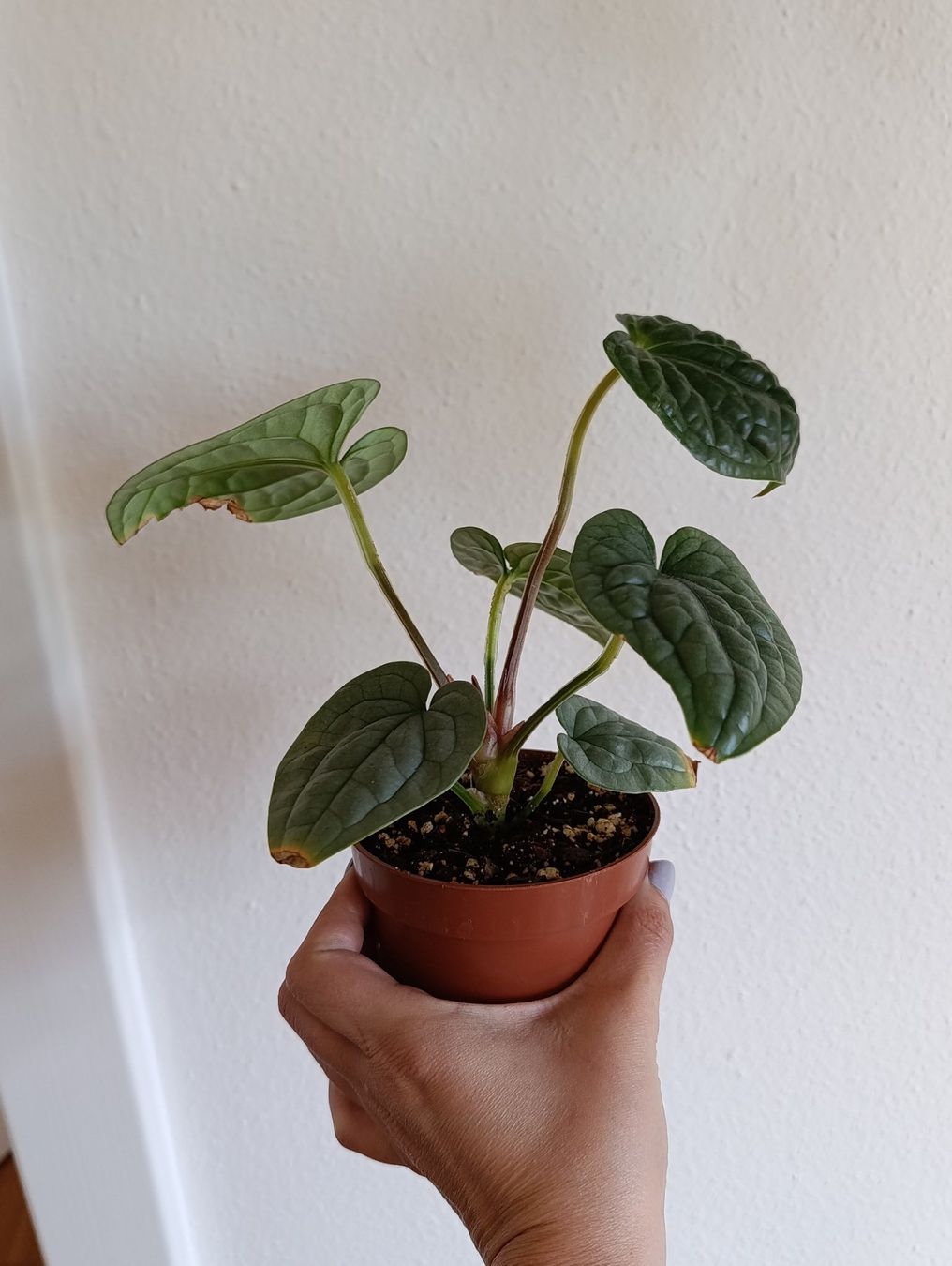 Piante & sementi: Anthurium Luxurians Babypflanze – Usato da Baar venduto da L.isa28 2