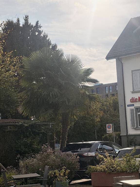 Plantes & graines: Palmen – D'occasion à Arbon par bar_98rw 3