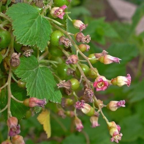 Piante & sementi: Cassissier 'Andega' AUTOFERTILE 3x – Nuovo e nell'imballaggio originale da Bremblens venduto da FIBONACCI369 1