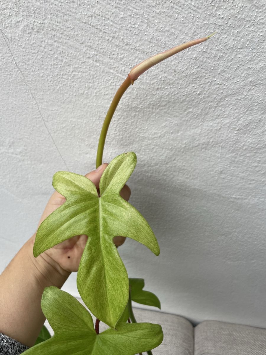 Piante & sementi: Philodendron Florida Ghost – Usato da Reinach BL venduto da isa_cgz8 1