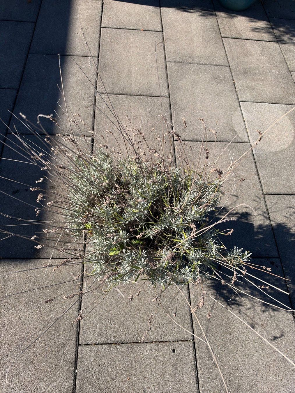 Piante & sementi: Lavendel – Usato da Root venduto da calmchris 2