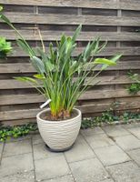 Wunderschöne Strelitzie (Paradiesvogelblume) inkl. Topf