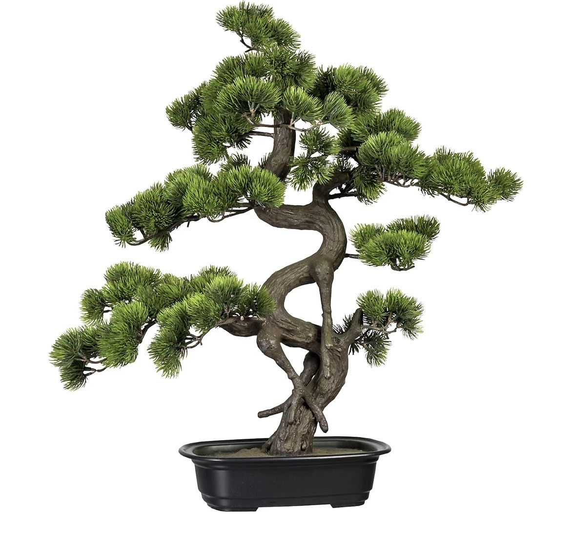 Toutes les décorations: Bonsai Kiefer – D'occasion à Stalden VS par san_ws9b