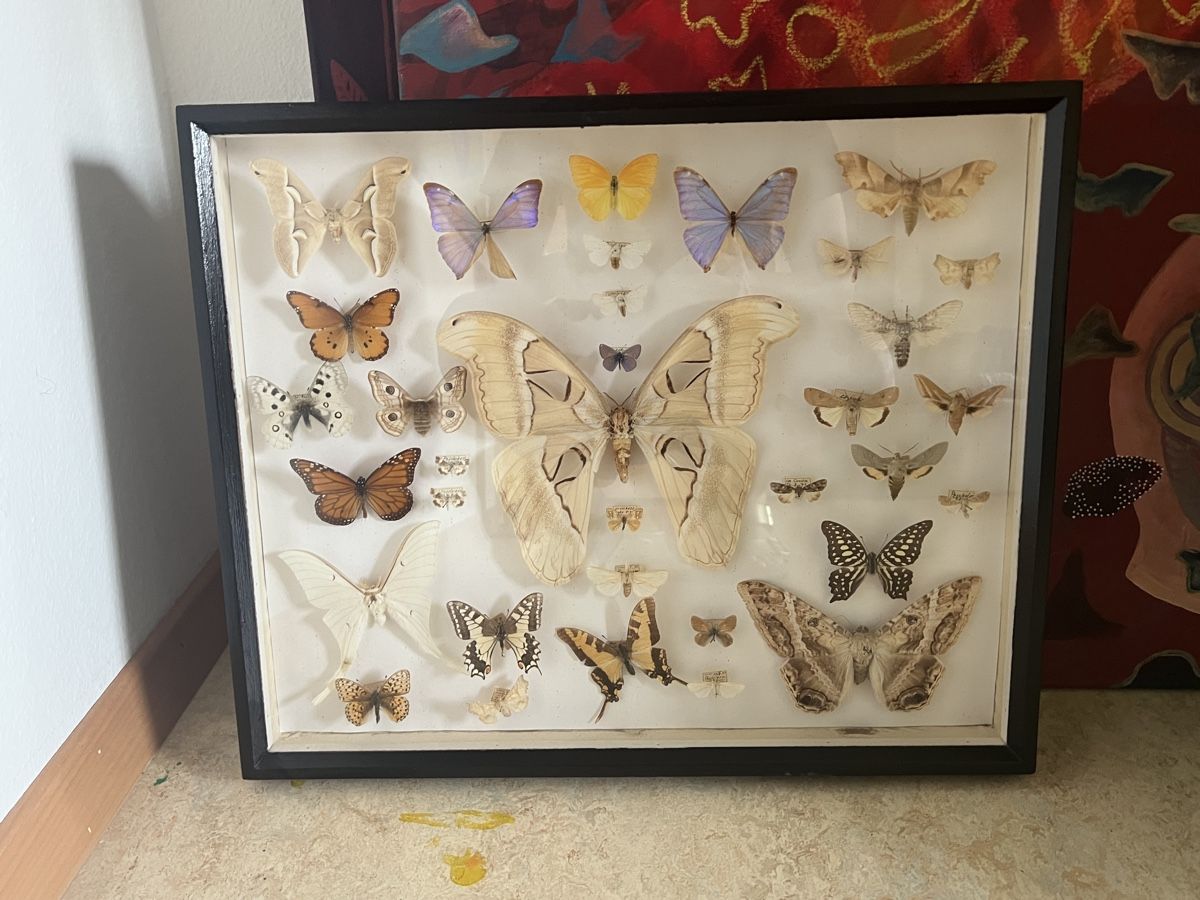 Vitrinen: Schmetterling Sammlung Schaukasten Holz – Gebraucht aus Zürich von ViolettRosenRot