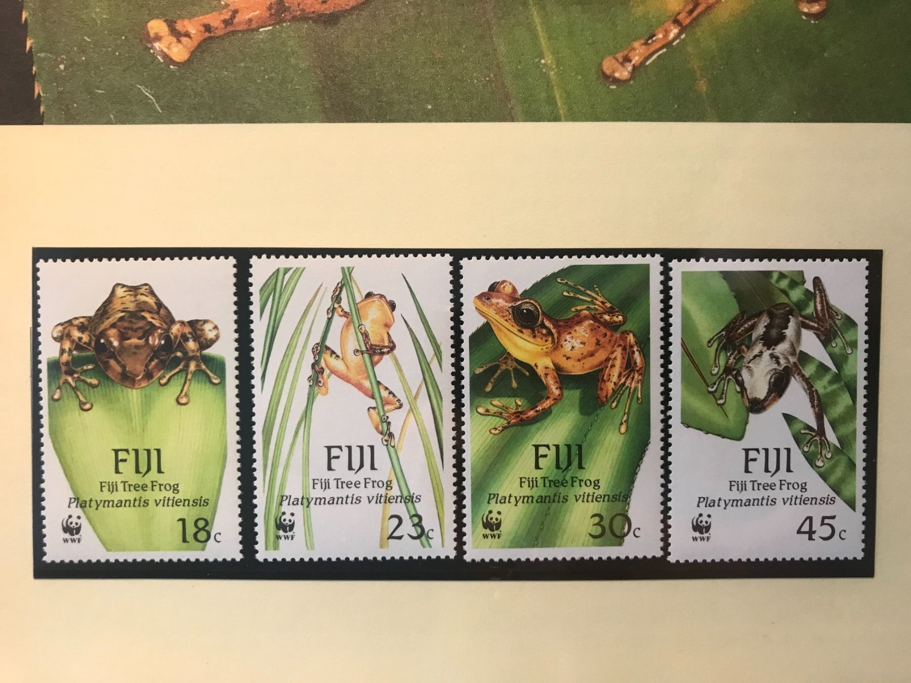 Tutti i francobolli: WWF Fidschi 1988 Baumfrosch Satz postfrisch – Nuovo (secondo la descrizione) da Liestal venduto da schnueps