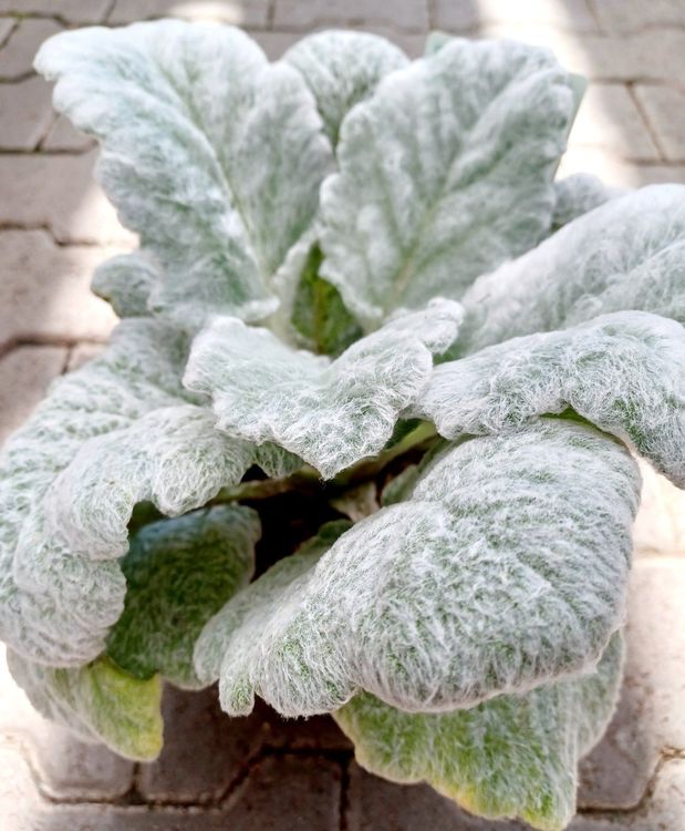 "SALVIA ARGENTEA" 20 cm ↕️ ZIERPFLANZE 🌱PLANTE ORNEMENTALE Kaufen auf