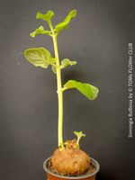 Sinningia Bulbosa - seltene Knollenpflanze