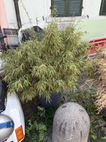 Bambusstaude im Topf, Topf dm 50cm