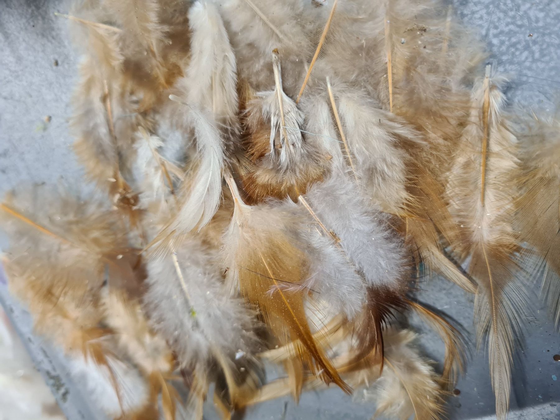Il mondo degli animali: Set Federn, +/- 8 cm (1) – Usato da Amriswil venduto da kleindeko 1