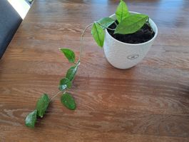 Hoya carnosa Zimmerpflanze, pflegeleicht, mit Topf