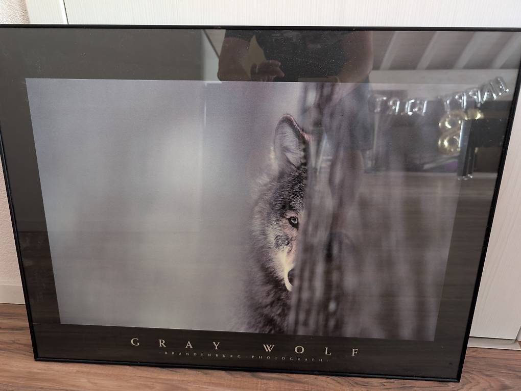 Foto & Immagini: "Gray Wolf" - Bild mit schwarzem Rahmen – Usato da Spiez venduto da Hoeli74