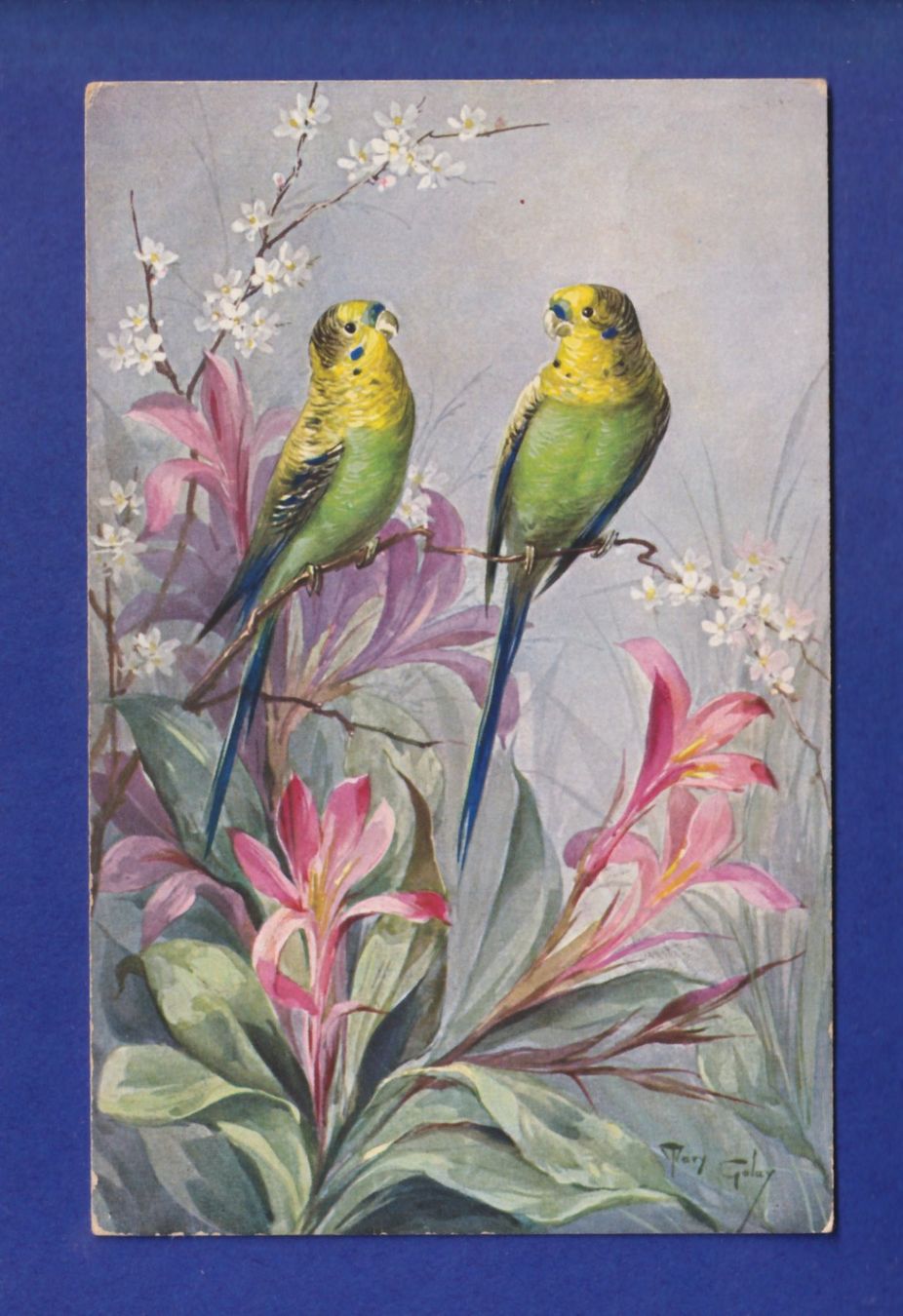 Cartoline postali: OISEAU - Perruches - Mary Golay – Usato da Pully venduto da nicecards-shop