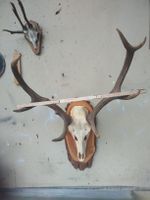Hirschgeweih auf Holzsockel, Dekoration für die Wand.