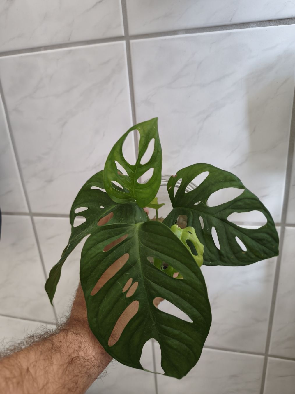Pflanzen & Samen: Monstera Adensonii M size steckling – Gebraucht aus Zürich von nik_2qzj 1