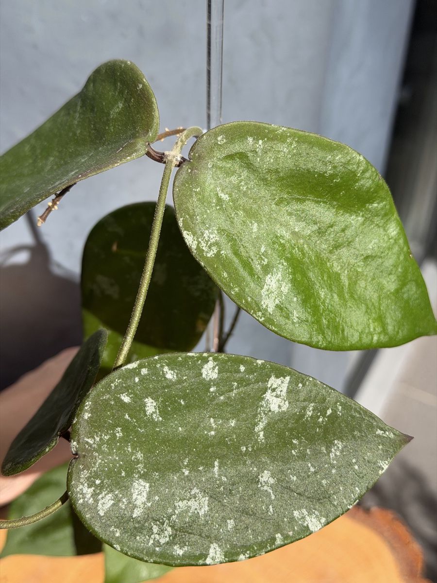 Piante & sementi: Hoya sangguensis – Nuovo (secondo la descrizione) da Buchrain venduto da Stetoscop 1