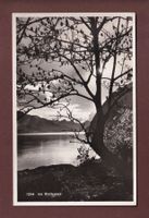 Am WALENSEE