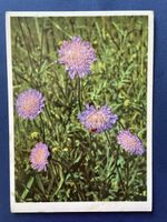 Alte Ansichtskarte mit Acker- Witwenblumen Motiv 1959 von ZH