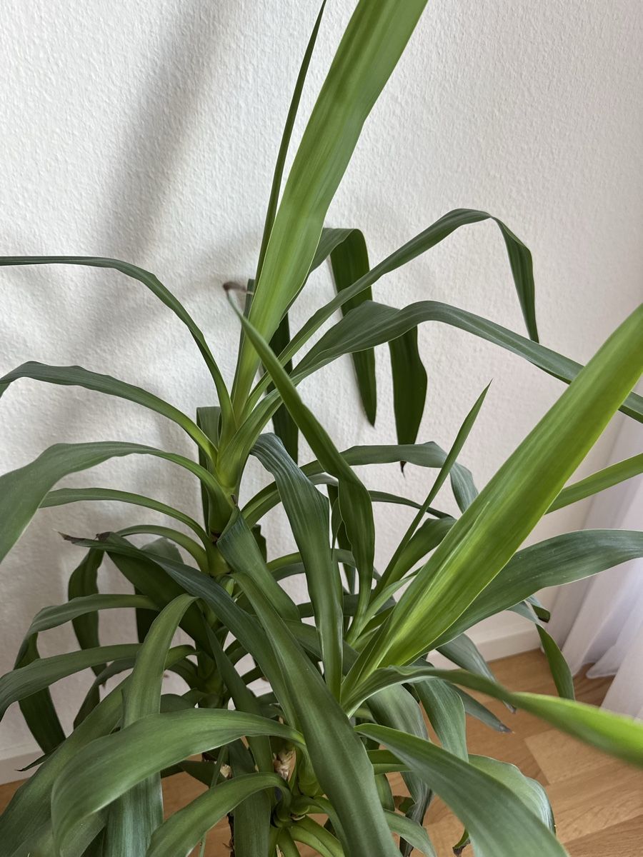 Piante & sementi: Yucca Palme top Zustand ca. 100 – Usato da Liestal venduto da Busra99 1