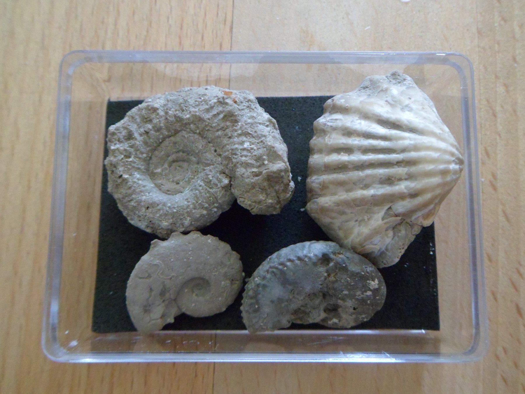 Fossiles: Fossilien Schweiz – D'occasion à Affoltern am Albis par Fossil60 6